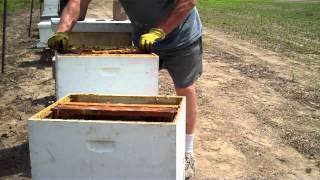 How to split a Beehive Easiest method by Tim Durham [upl. by Anawyt770]