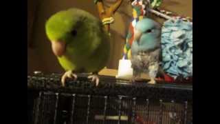 How to care for a Parrotlet [upl. by Atteugram]