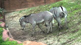 Zebra Love [upl. by Lawrence]