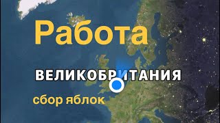 Boxford Farms Алма Ферма 2024 работа подработка станстед англияжумуш кыргызанглия [upl. by Einberger]