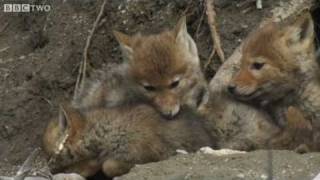 Cute Coyote Pups Emerge From The Den  Natural World The Last Grizzly Of Paradise Valley  BBC Two [upl. by Giselbert]