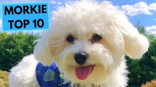 Morkie  Yorketese  TOP 10 Interesting Facts [upl. by Cesaria]