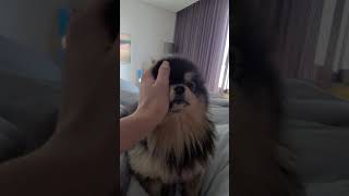 Kim Taehyung🐯 posted Yeontan cute video [upl. by Nitsir265]