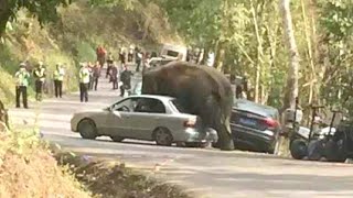 Wild Elephant Tramples Tourist Cars on Southwest China Highway [upl. by Vinni]