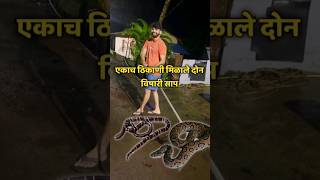 INDIAS MOST VENOMOUS SNAKE 🐍marinerakash shorts ytshorts snake venomoussnake [upl. by Bremer]