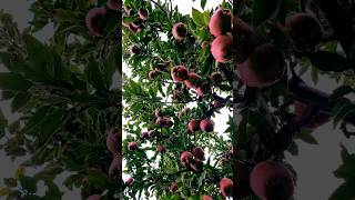 🍎🍎🍎apple treegarden of ksshmirshorts [upl. by Hinze]