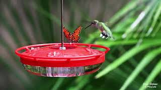 Ruby throated hummingbird and Gulf Fritillary at the feeder 1080 [upl. by Paderna]