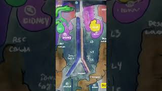 Abdominal Anatomy XRays Explained [upl. by Nylrehs]