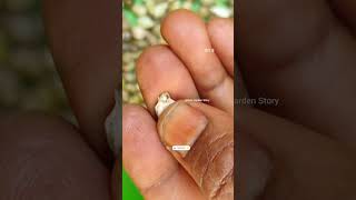 Vaijayanti Ka Paudha🦚Shri Krishna🙏Vaijayanti Ke Phool🌸Vaijayanti Mala✨ashasgardenstoryshorts [upl. by Munroe]