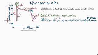 Action Potentials in Cardiac Myocytes or cardiac potential [upl. by Aay]