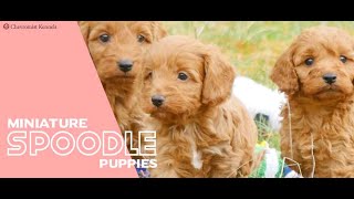 MINI SPOODLE PUPPIES [upl. by Nerret]