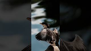 Cormorant ready to Fly [upl. by Annhoj]