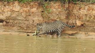 JAGUAR X ANANCONDA ONÇA X SUCURI NO PANTANAL BRIGA DA SUCURI COM A ONÇAPINTADA АНАКОНДУ [upl. by Kaslik741]