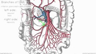 Superior Mesenteric Artery  Anatomy Tutorial [upl. by Seta]