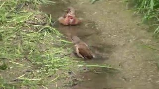 Kąpiące się makolągwy  samiec i samica  Linnets  male and female Linaria cannabina [upl. by Senga467]