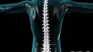 Spine Flexing  Vertebral Column  3D Medical Animation  ABP © [upl. by Ecinuahs]