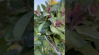 Lambs Quarters Goosefoot The FORGOTTEN Superfood You Must Try – Chenopodium Album Magic garden [upl. by Kimberlyn630]