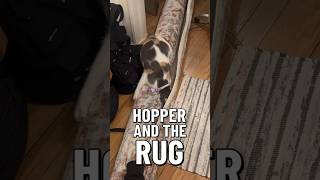 Hopper’s new obsession the rug [upl. by Suivatnod]