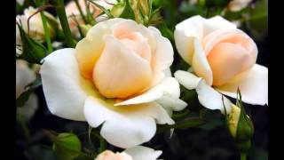 Beautiful Flower Pictures  Amazing Roses you have never seen before [upl. by Rubi36]