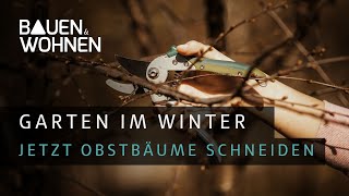 Bäume schneiden Gartentipp für Obstbäume  jetzt ist die richtige Zeit für den Rückschnitt  Garten [upl. by Lian957]