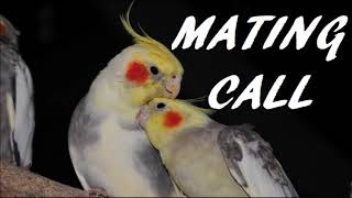 Cockatiel Mating Call [upl. by Montana112]