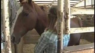 What is cribbing and how to stop your horse from cribbing [upl. by Meredeth]