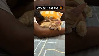 Dora lovehate her dad cat dora catlover catsofyoutube funny catvideos catsleeping orangecat [upl. by Ahiel]