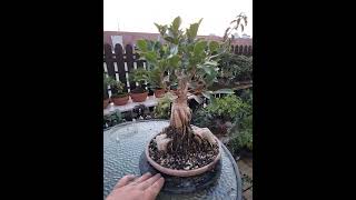 Ginseng Ficus bonsai tree root over rock [upl. by Obadiah27]