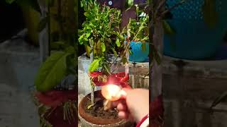 Tulsi aarti [upl. by Haduhey]