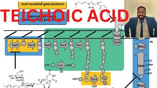 Teichoic acid microbiology csir lifescience [upl. by Lundt]