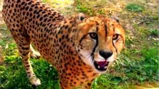 Guepard cheetah growling [upl. by Blanca]