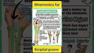 Bicipital Groove Mnemonics  Easy Tricks to Remember Muscle Insertions [upl. by Lodmilla]