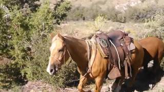 O RO Ranch horses Bringing down the wild cattle [upl. by Nnyleitak]