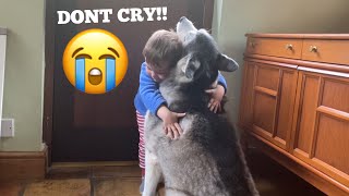 Baby Does Everything He Can To Stop Husky Crying CUTEST VIDEO EVER [upl. by Cosmo976]