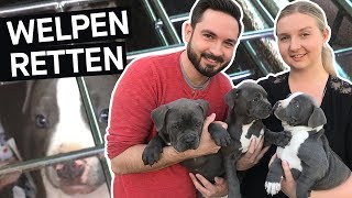 Hunde retten Das schmutzige Geschäft mit Hundewelpen im Internet  PULS Reportage [upl. by Krauss519]