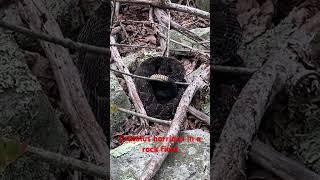 Crotalus horridus in rock field dayhikingandherpingdudes [upl. by Doll]