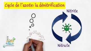 👹 La dénitrification en aquariophilie et aquaponie [upl. by Bobbette]