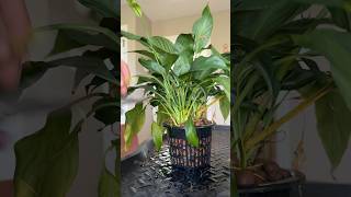 A silent peace lily change from soil to Leca plants plantcare planttips [upl. by Nimzzaj]