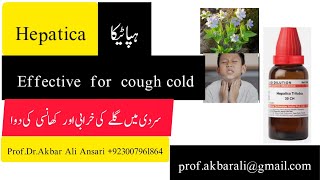 CoughCold گلے کی خرابی اور کھانسی بلغم کی دوا Homeopathic medicine Hepatica Q [upl. by Poler]