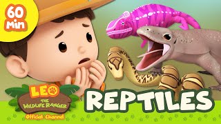 Dinosaurs Dragons and More 🦖 Leo the Wildlife Ranger 1 HOUR Animal Special  Kids Cartoons [upl. by Chevalier]