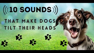 10 Sounds Dogs Love To Hear The Most TURN THE SOUND UP dogsound dogsounds [upl. by Asiulairam55]