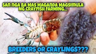 SAN NGA BA MAS quot IDEAL quot NA MAGSIMULA NG CRAYFISH FARMINGSA CRAYLINGS BA OR SA BREEDERS😱😱😱 [upl. by Arel]