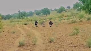 DONKEYS MEETING  GHADHAY WILDLIFE  गधे की बैठक  VILLAGE LIFE WildlifeAdvantureInHindisubscribe [upl. by Morley97]