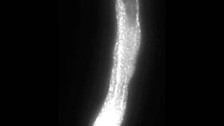 Polar Cell Growth Machinery in Pollen Tubes Supplemental Video 3 [upl. by Naji229]