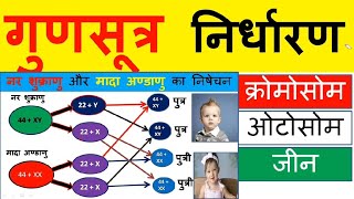 Genetic Chromosomes गुणसूत्र XY की संरचनाgunsutra kya haiजीवो में गुणसूत्र की संख्याchromosome [upl. by Nawk]