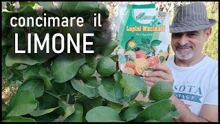 Concimare il limone con i lupini macinati [upl. by Retsim914]