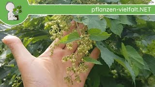 EchterWilder Hopfen  Männliche BlüteBlüten Humulus lupulus  Wildpflanzen Bestimmung [upl. by Sharla906]