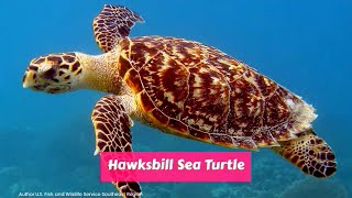 Hawksbill sea turtle Eretmochelys imbricata Critically Endangered [upl. by Wamsley]