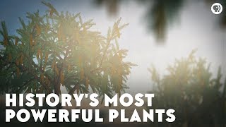 Historys Most Powerful Plants [upl. by Conti]