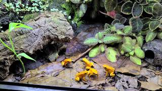 Phyllobates Terribilis orange blackfoot [upl. by Valda364]